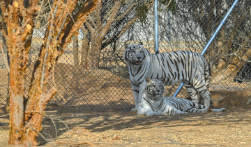 Get close to wild animals with a private tour at Jeddah Jungle