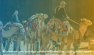 Camels on the global stage as Saudi Arabia celebrates a national symbol