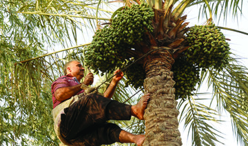 Iraqi campaign to save its prized date palms bears fruit