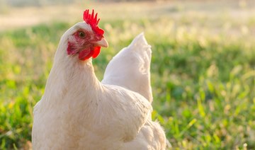 Chicken hitches ride, ends up in Vermont’s largest city