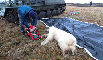 Polar bear rescued in Russia after getting tongue stuck in milk can