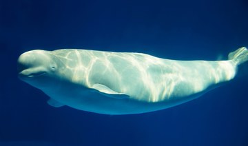 Beluga whale spotted in France’s Seine river