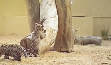 AlUla commission announces birth of two female Arabian leopard cubs