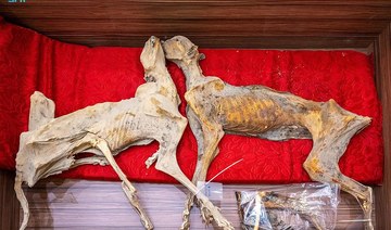 Saudi wildlife agency discovers skeletons of extinct cheetahs