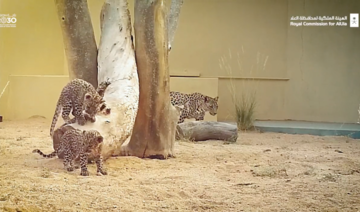 RCU announces birth of Arabian leopard cubs, US embassy congratulates