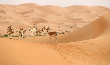 Saudi Arabia’s wildlife sanctuaries help preserve a wealth of biodiversity