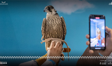 Saudi falcon auction sale exceeds SR1 million amid fierce competition