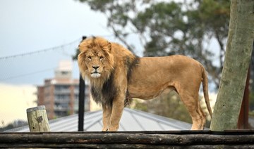 Lions slip loose from Sydney zoo enclosure, overnight guests rushed to safety
