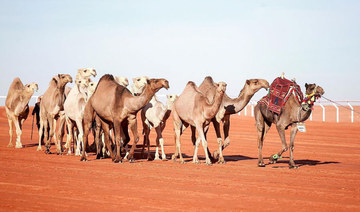Camel race named after Princess Nourah bint Abdulrahman