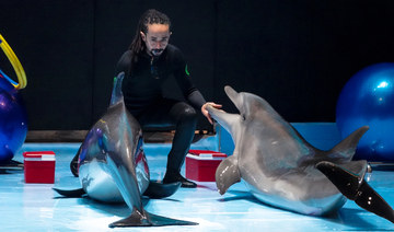 At the Riyadh Season dolphin show, the beloved sea creatures perform acrobatic routines, dance, sing, and paint on canvas. 