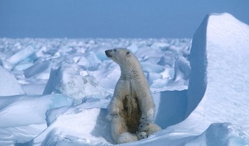 Polar bear kills mother and child in Alaska