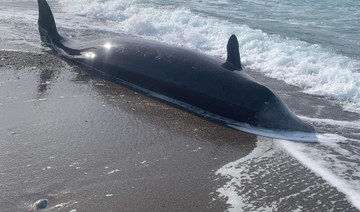Seven whales wash up dead on Cyprus