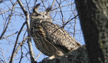 A Eurasian eagle-owl named Flaco sits in a tree in New York's Central Park, Feb. 6, 2023. (AP)