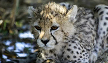 Anger and grief over death of Pirouz, Iran’s only Asiatic cheetah cub born in captivity