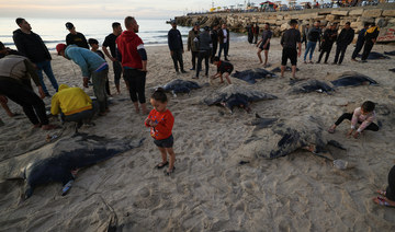 Palestinian fishermen collect dozens of manta rays washed up on Gaza shore