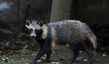 New COVID origins data point to raccoon dogs in China market