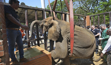 Foreign veterinarians save sick elephant at Pakistani zoo