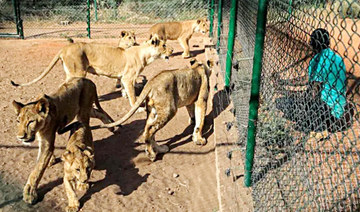 Sudan lions reserve running low on food amid fighting