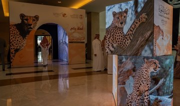 Experts share details of cheetah remains found in Saudi Arabia and launch reintroduction program