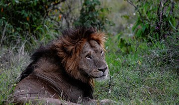 Six lions killed in Kenya in blow to conservation efforts