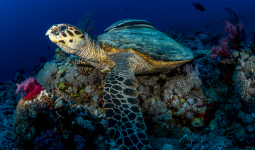 Red Sea survey identifies nearly 200 species of fish and various endangered sea turtles