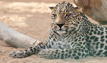 UN recognition of Arabian Leopard Day a ‘major triumph for KSA,’ conservationist says