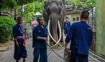 Neglected Thai elephant prepares for jumbo flight home