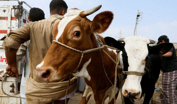 Egyptian households feel the pinch as sales of sacrificial animals slump