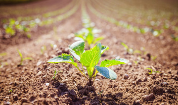 Saudi Arabia launches sustainable agricultural challenge to optimize global crop yield 