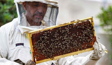 Sweet success: Jordan’s beekeepers busy as honey demand soars