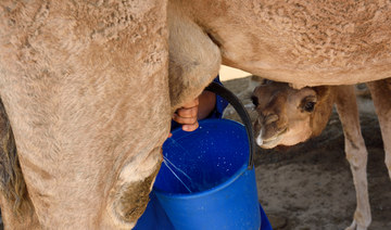 Public Investment Fund launches new firm to unlock potential of Saudi Arabia’s camel dairy industry 