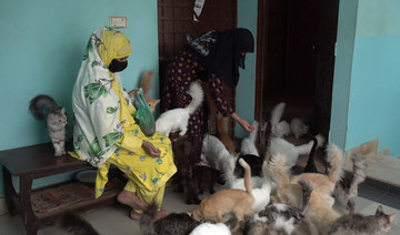 In Pakistan’s Karachi, one woman’s house is the purr-fect sanctuary for 60 cats