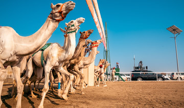 Value of camels in Crown Prince Camel Festival preliminary stage reaches SR3bn for first time