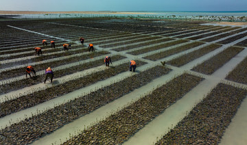 Red Sea Global launches mangrove project to grow 50 million trees