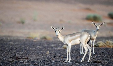 King Salman reserve welcomes births of 27 wild animals