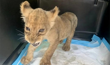 Lion cubs, rare eagle in illegal shipment seized in Lebanon