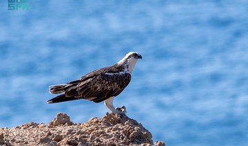 Migratory seabirds flock to Tabuk coast