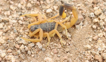 New scorpion species discovered in Saudi Arabia