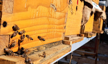 Saudi Arabia’s Taif sees surge in niche beekeeping tourism