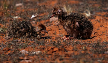 Hatching of red-necked ostrich chicks highlights success of Saudi royal reserve’s breeding program