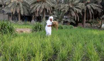 Saudi agriculture takes to the cloud as sector aims for the sky