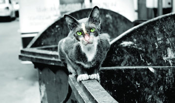 Activists campaign to give stray cats a home