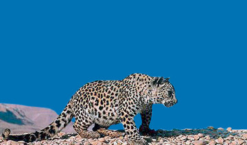 Preserving Arabian leopard: Big leap by Taif