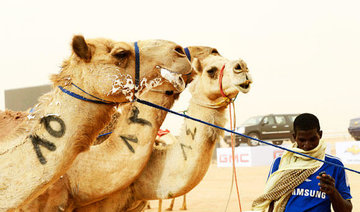 MERS tests for camels and livestock