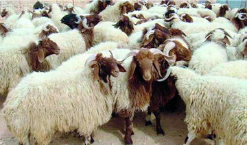 Sudan turmoil threatens KSA’s livestock supply