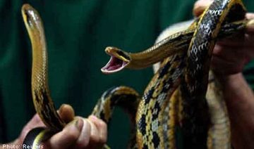 King Cobras Found in Potato Chip Cans by Customs