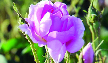 Taif University opens chair for rose studies