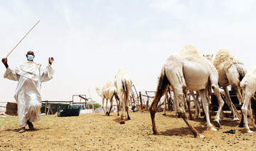 African camels show MERS virus more widespread than believed