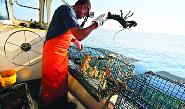 Booming lobster population pinches profits for Maine’s fishery