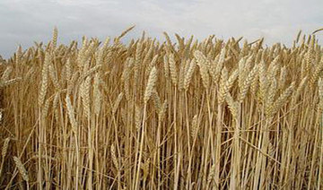 Saudi Arabian buyers purchase 330,000 tons of feed barley